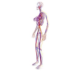 Obraz na płótnie Canvas 3d illustration of human body Circulation system