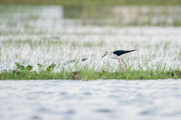 Black-winged Stilt in wetlands Thale Noi, one of the country's largest wetlands covering Phatthalung, Nakhon Si Thammarat and Songkhla ,South of THAILAND.