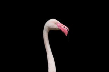 close up head of flamingo bird isolated on black background