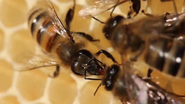 Active work of bees.
Bees build honeycombs. Work in a team.
