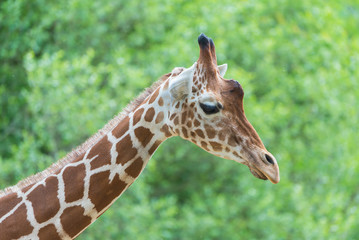      Giraffe, funny face, profile