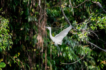 flying heron bird