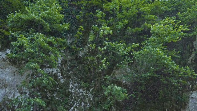 Young trees on mountain wall