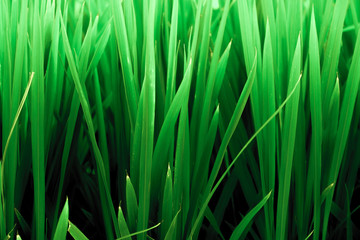 Esempio di erba, texture erba