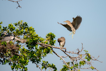 flying heron bird