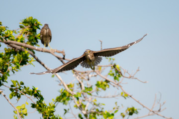 flying heron bird