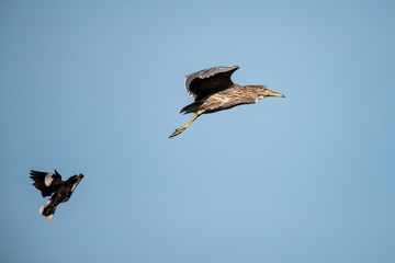 flying heron bird