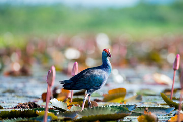 Purple Swamphen in wetlands Thale Noi, one of the country's largest wetlands covering Phatthalung, Nakhon Si Thammarat and Songkhla ,South of THAILAND.