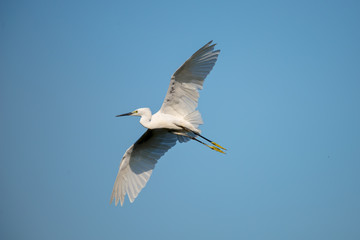 flying heron bird