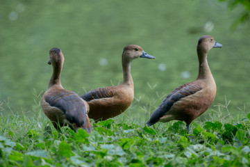 Lesser Whistling Duck