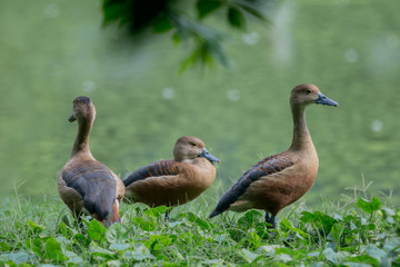 Lesser Whistling Duck