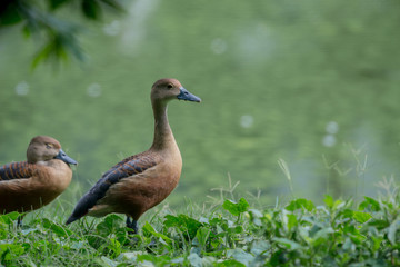 Lesser Whistling Duck