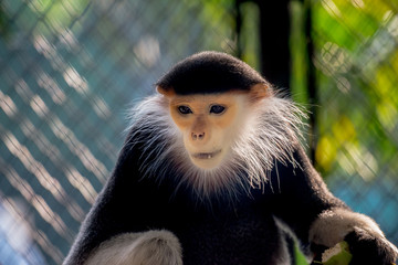 The red-shanked douc is a species of Old World monkey, among the most colourful of all primates.