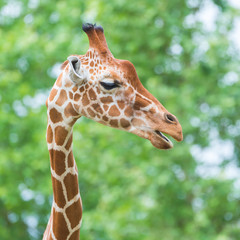      Giraffe, funny face, profile