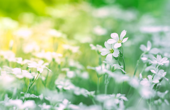 Small white flowers in a field on a beautiful background. Soft selective focus.