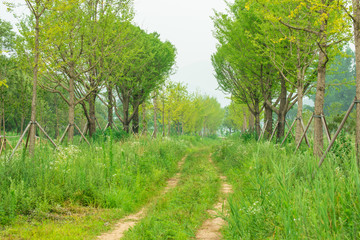 초록빛의 한국 시골길