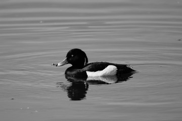 Obraz premium Black and white image of tufted duck with reflection on still calm water