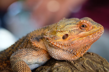 Bearded dragon lizard
