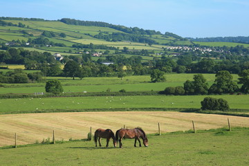 Two horses graze on a farmland in Axe Valley, Devon © Savo Ilic