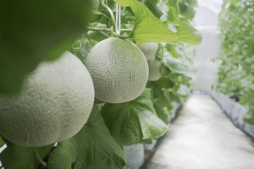 Young of Japanese melons or green melons and cantaloupe melon plants growing in greenhouse...