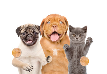Group of pets - cat and dogs. isolated on white background