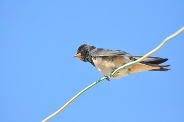 Swallows sitting on wires and rest against the blue sky. Swallow bird in natural habitat