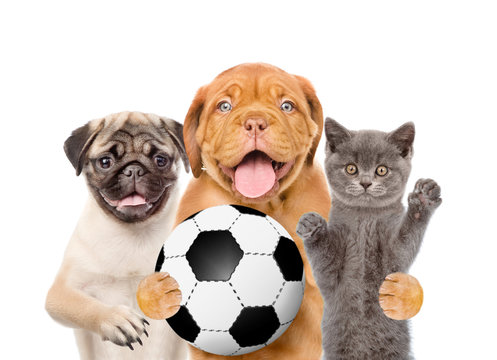 Group of pets with soccer ball. Isolated on white background