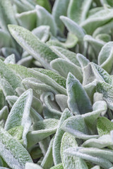 floral background, green ground cover of fluffy leaves of plants, Stachys woolly or Stahis