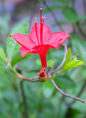 Flower of rhododendron on a background of greenery