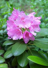 Lush blossoms of pink Rhododendron against a background of greenery.