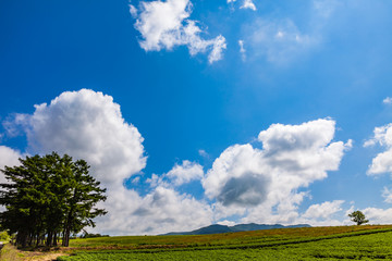 夏の田園風景