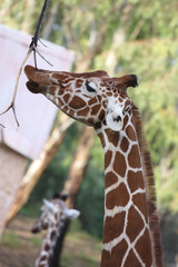 Giraffe eats leaves from a branch in safari in Ramat Gan
