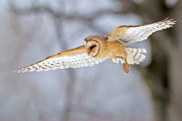 Owl hidden in the woods. A wild scene from the natural environment. (Tyto alba)
