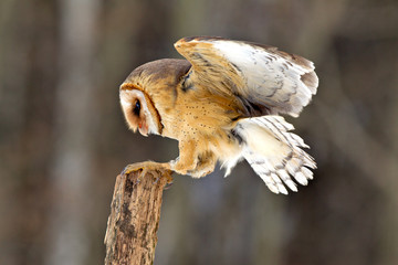 Owl hidden in the woods. A wild scene from the natural environment. (Tyto alba)