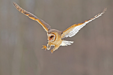 Owl hidden in the woods. A wild scene from the natural environment. (Tyto alba)