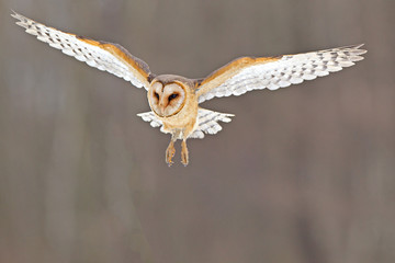 Owl hidden in the woods. A wild scene from the natural environment. (Tyto alba)