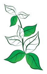 The summer green floral plants isolated on white for design ideas