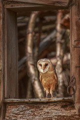 Owl hidden in the woods. A wild scene from the natural environment. (Tyto alba)