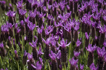 Closeup of Lavender Stoechas flower, just blooming, on a sunny day of spring, intense purple color, italy