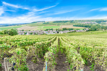 Fototapeta na wymiar Scenic landscape in the Champagne, Vineyards in the Montagne de Reims, France