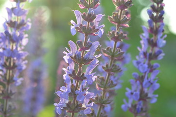 Цветущий шалфей пустынный Salvia deserta