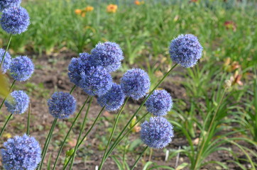Цветущий лук голубой Allium caeruleum - obrazy, fototapety, plakaty