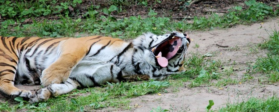 Tiger liegt und g&auml;hnt