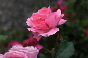 Fototapeta premium Flowers / Beautiful roses in the garden