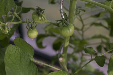 Grüne Tomaten
