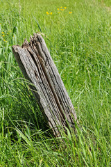 Alter verwitterter Zaunpfahl aus Holz in einer Wiese