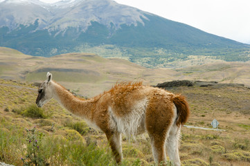 Guanaco - Torres Del Paine - Chile