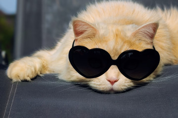 Maine Coon cat wearing heart-shaped sunglasses