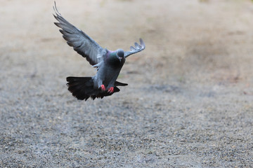 The pigeon is landing