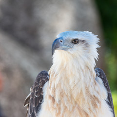 Portrait of asian sea eagle